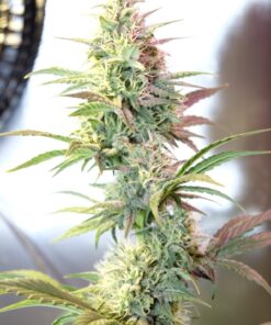 OG Kush Autoflowering