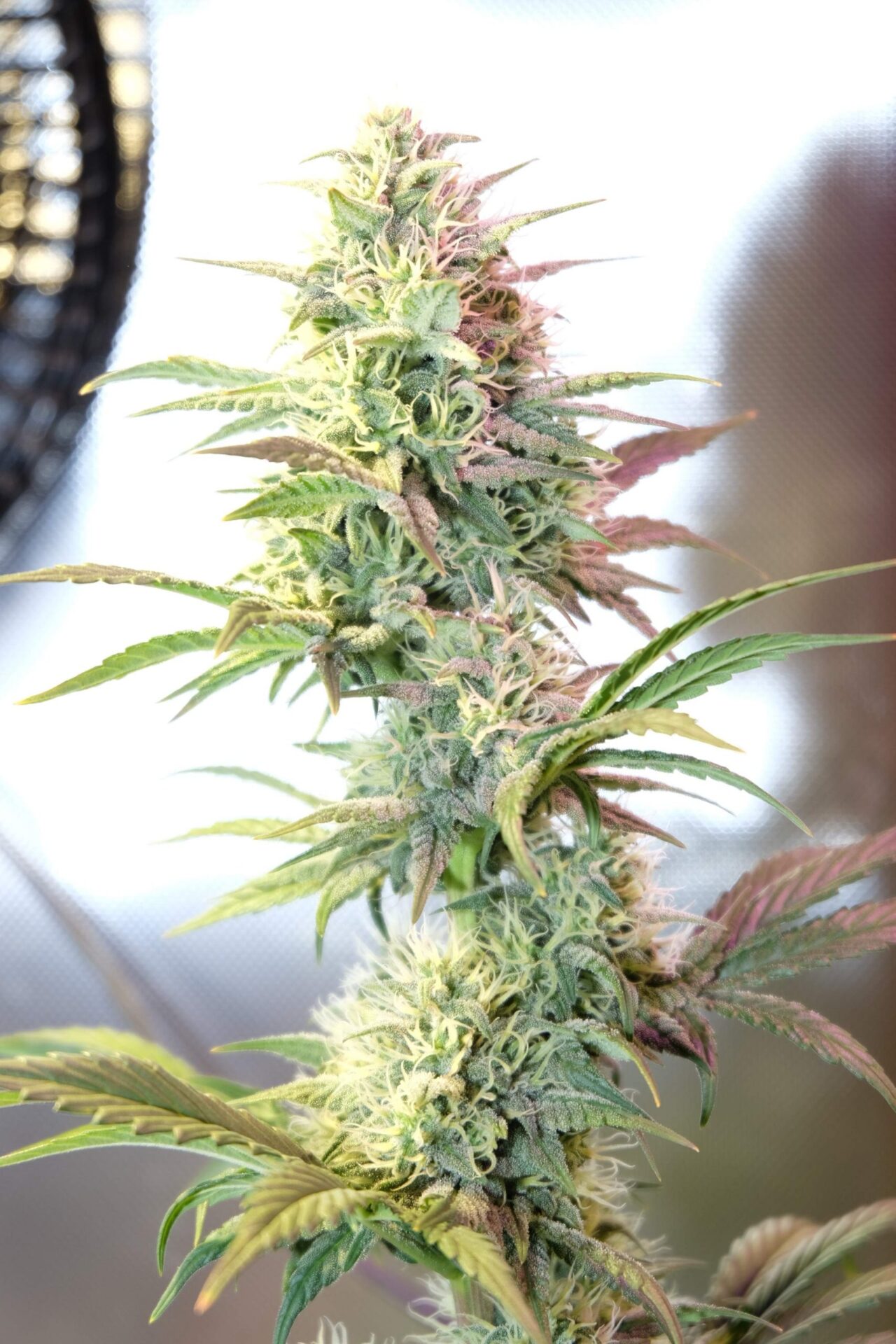 OG Kush Autoflowering OG Kush Autoflowering