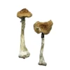 Albino A+ Mushrooms