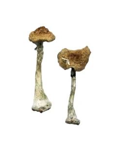 Albino A+ Mushrooms