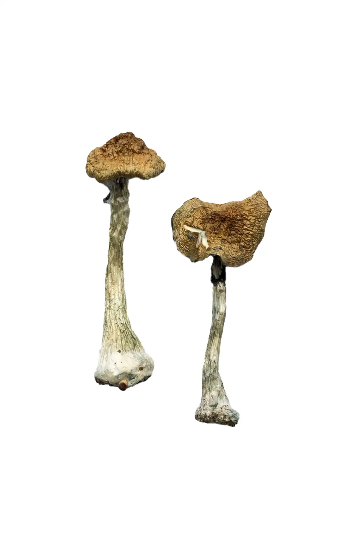 Albino A+ Mushrooms Albino A+ Mushrooms