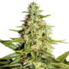 Afghan Outdoor feminized Seeds