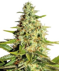 Afghan Outdoor feminized Seeds