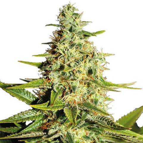 Afghan Outdoor feminized Seeds Afghan Outdoor feminized Seeds