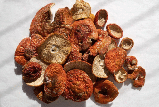Amanita Muscaria Mushroom
