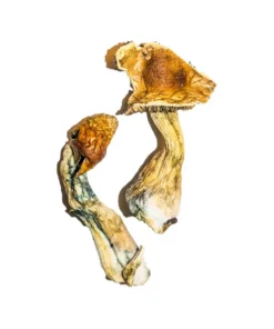 B+ Mushrooms