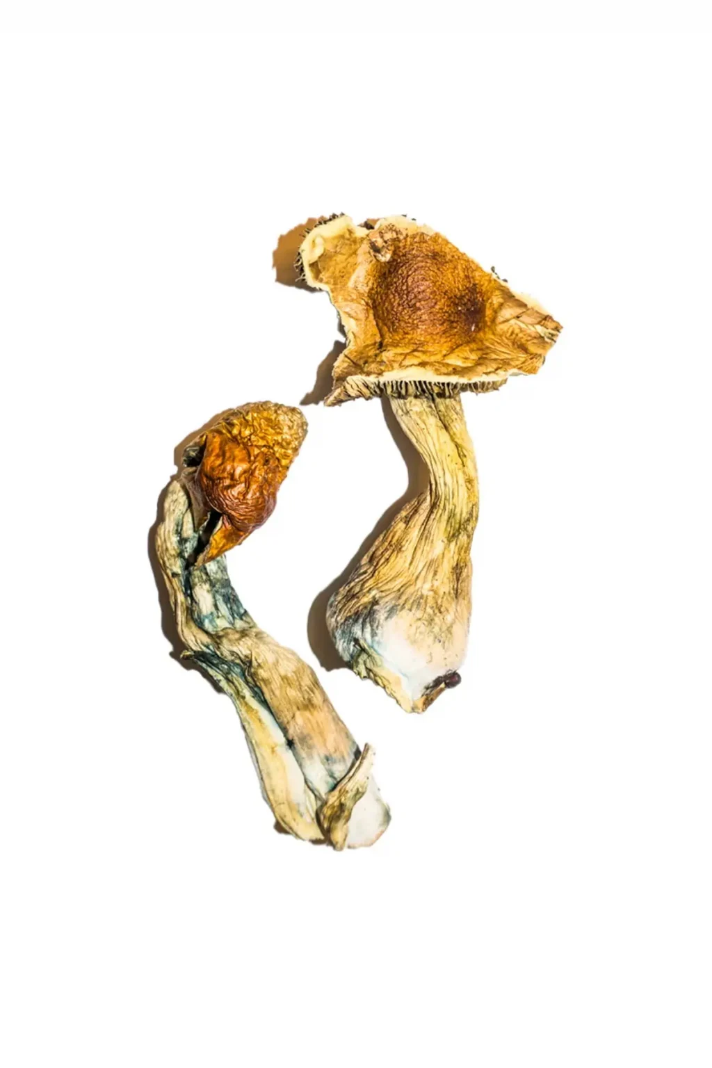 B+ Mushrooms B+ Mushrooms