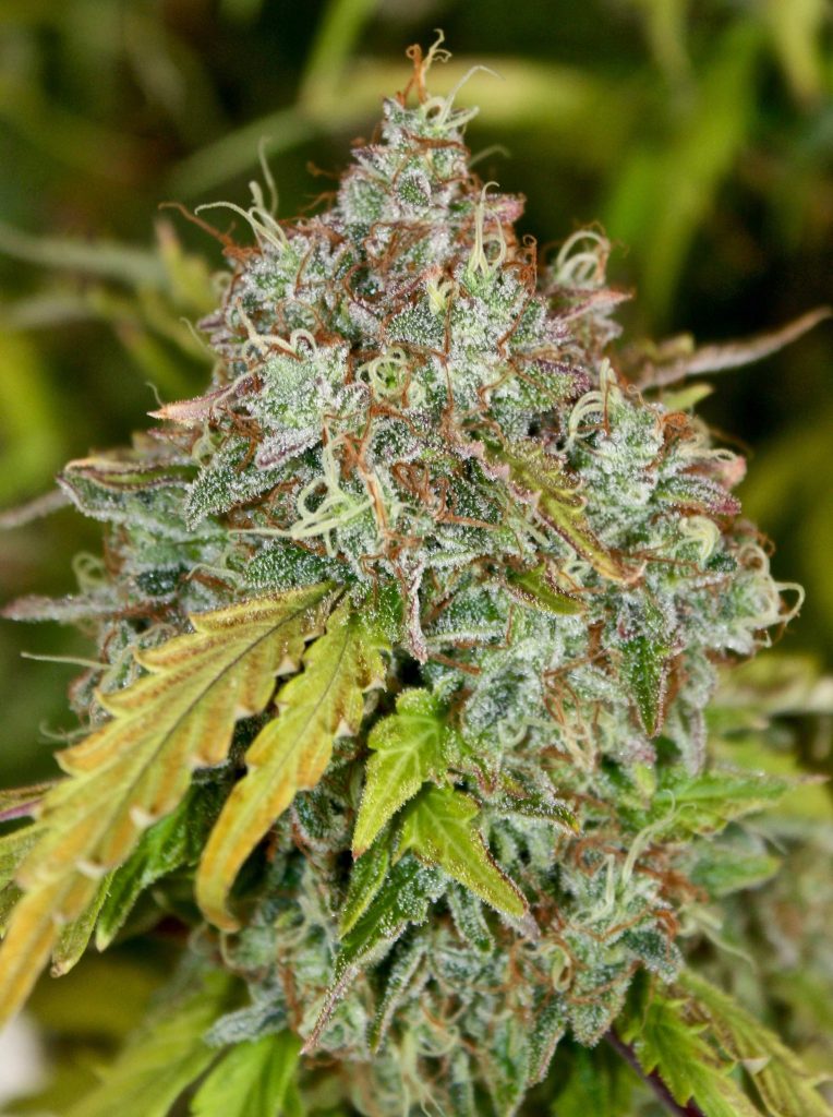 Skunk Auto-flowering Seeds Skunk Auto-flowering Seeds