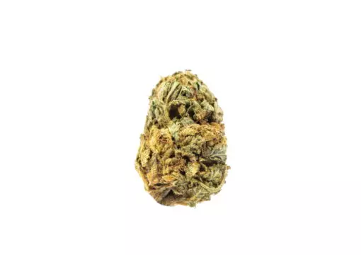 BC Big Bud Strain BC Big Bud Strain