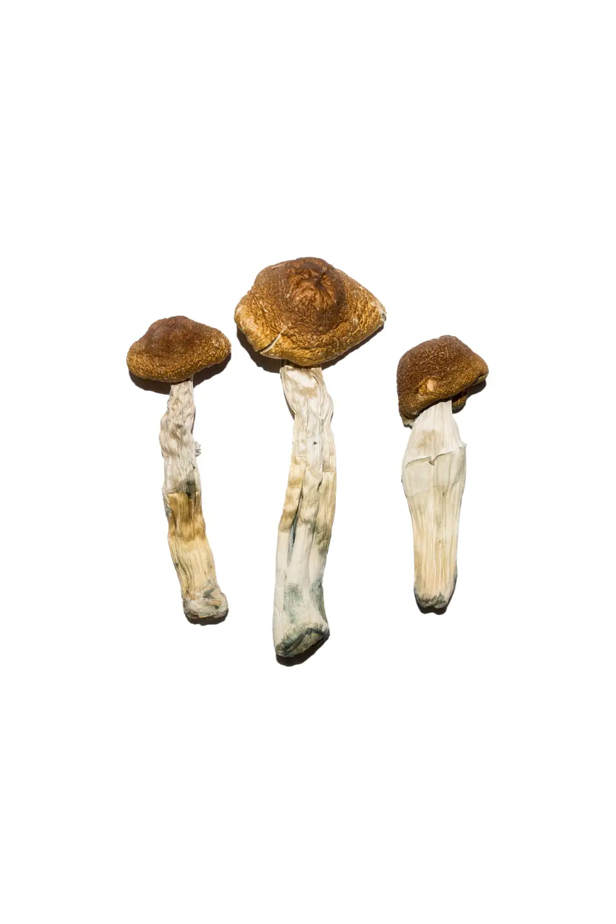 Brazilian Magic Mushrooms Brazilian Magic Mushrooms