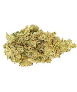 CBD Shark