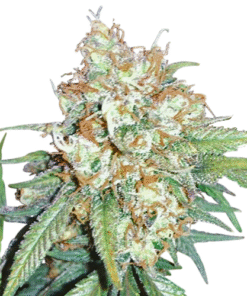 Cherry Pie