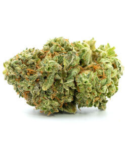 G13 Haze Strain