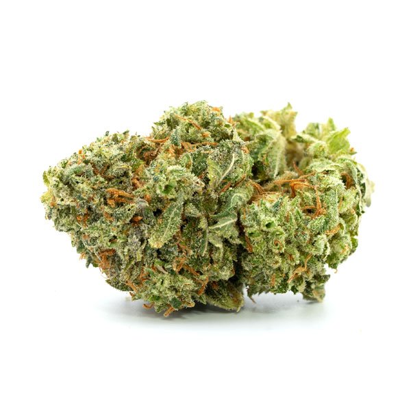 G13 Haze Strain G13 Haze Strain