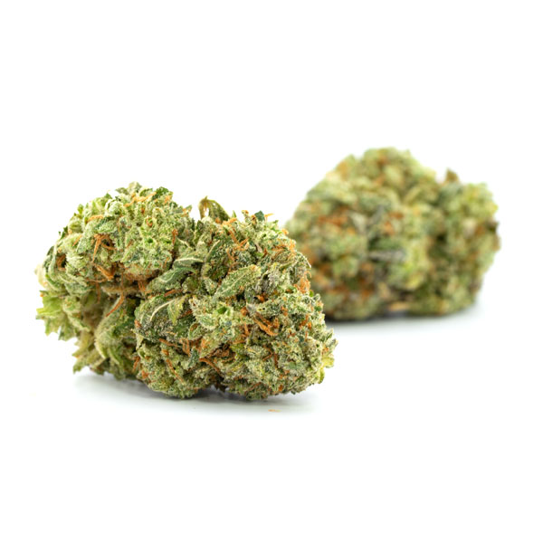 G13 Haze Strain G13 Haze Strain