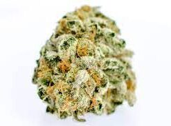 Garlic Cookies Strain