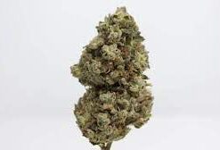 Garlic Cookies Strain