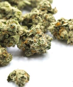 Gelato 33 Strain