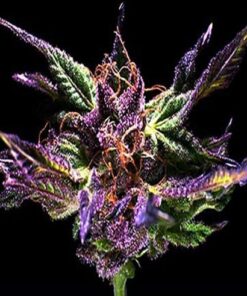 Grandaddy Purple Kush