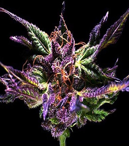 Grandaddy Purple Kush Grandaddy Purple Kush