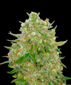 Grand Master Kush Strain