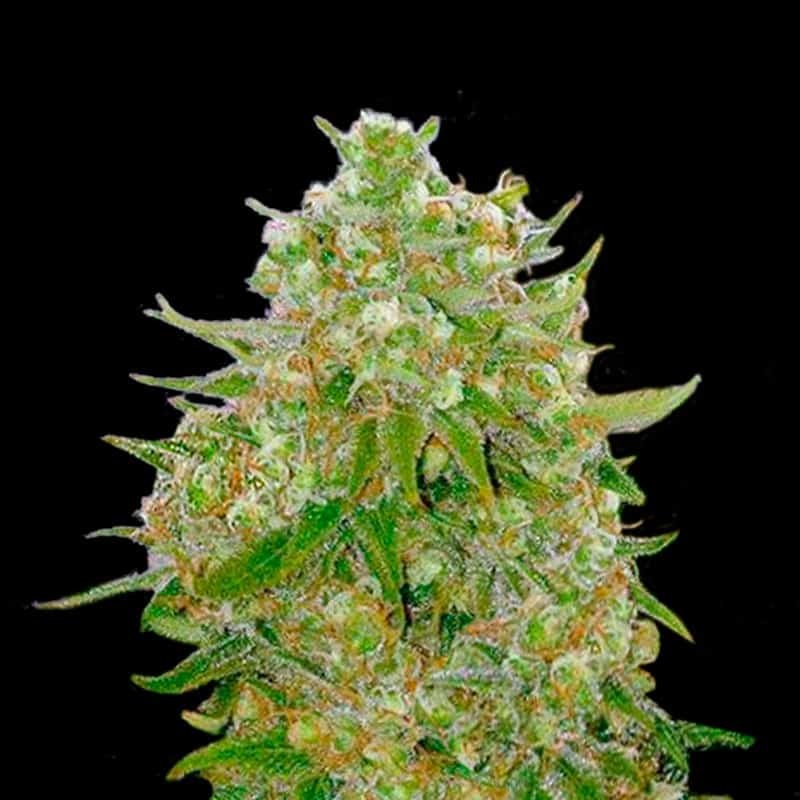 Grand Master Kush Strain Grand Master Kush Strain