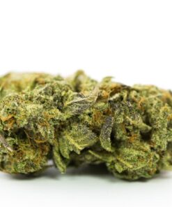 Grand Master Kush Strain