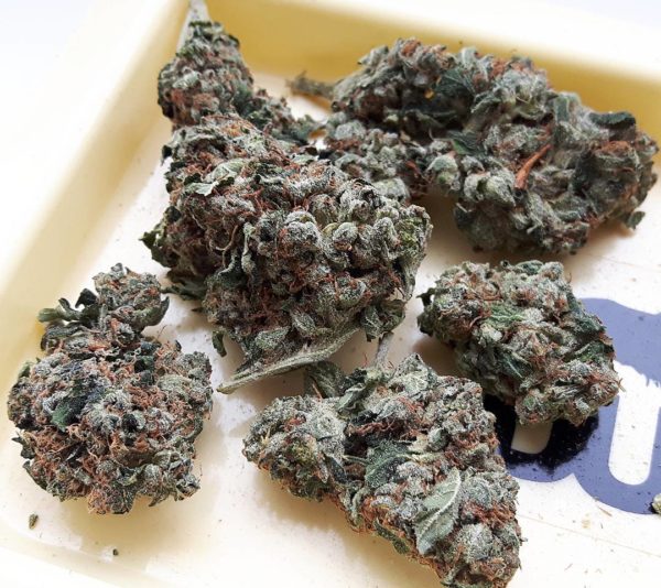 Holy Grail OG Strain Holy Grail OG Strain