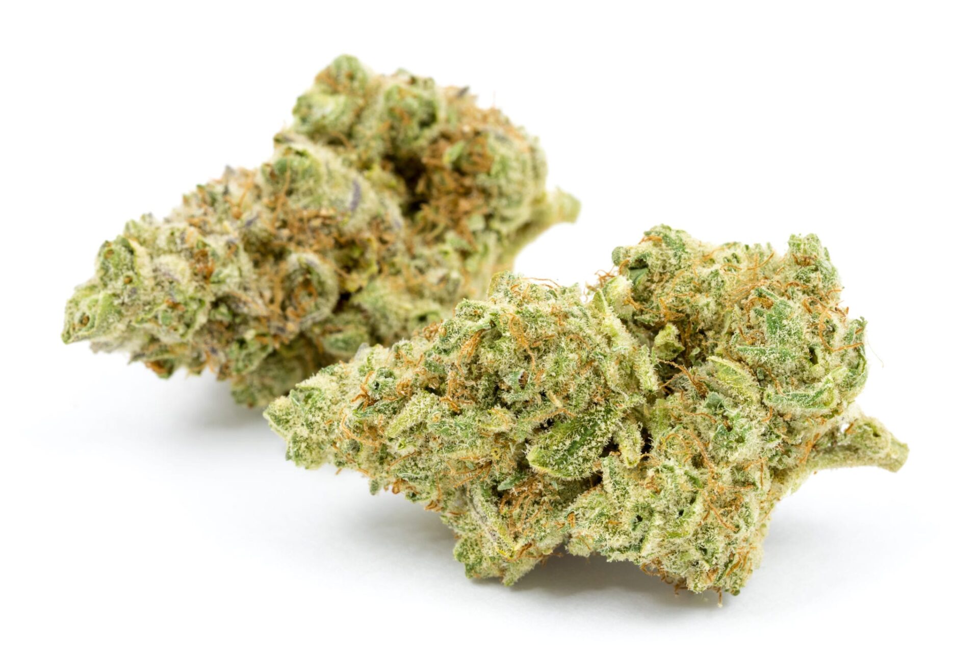 Jungle Cake Strain Jungle Cake Strain