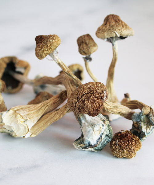 Mazatapec Magic Mushrooms Mazatapec Magic Mushrooms