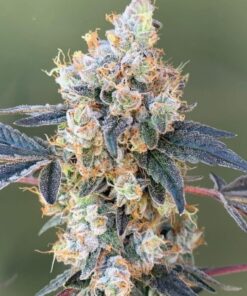 Nyc Diesel Strain
