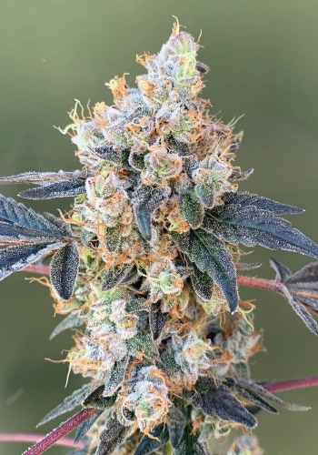 Nyc Diesel Strain Nyc Diesel Strain
