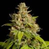 Durban Poison Feminized