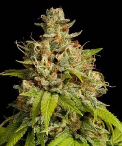 Durban Poison Feminized