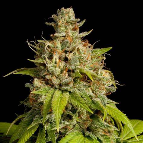 Durban Poison Feminized Durban Poison Feminized