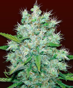 Orange Kush