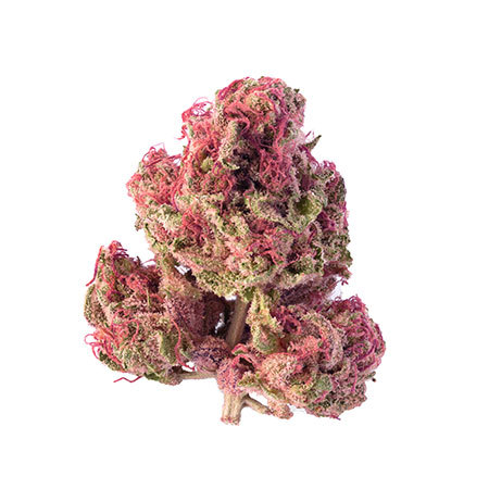 Pink Kush Pink Kush