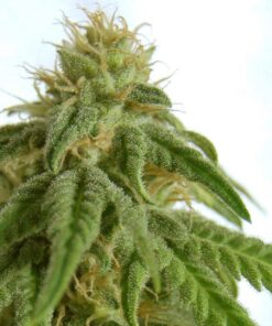Marijuana Seeds Mix Feminized
