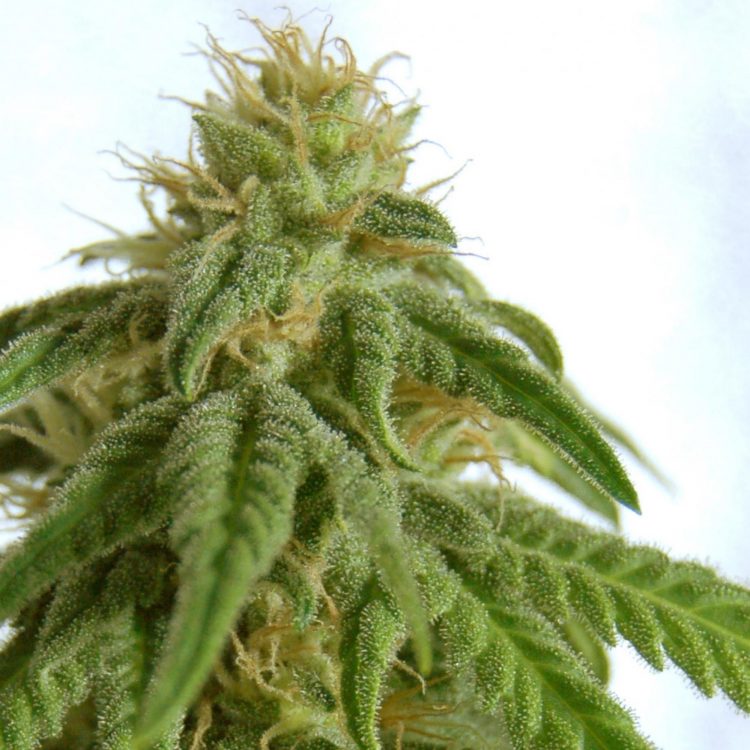 Marijuana Seeds Mix Feminized Marijuana Seeds Mix Feminized