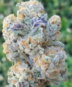 Slurricane Strain