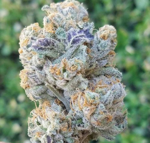 Slurricane Strain Slurricane Strain