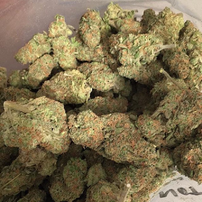 OG Kush Strain OG Kush Strain