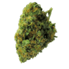 Swazi Gold Strain
