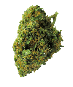 Swazi Gold Strain