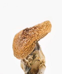 African Pyramid Mushroom
