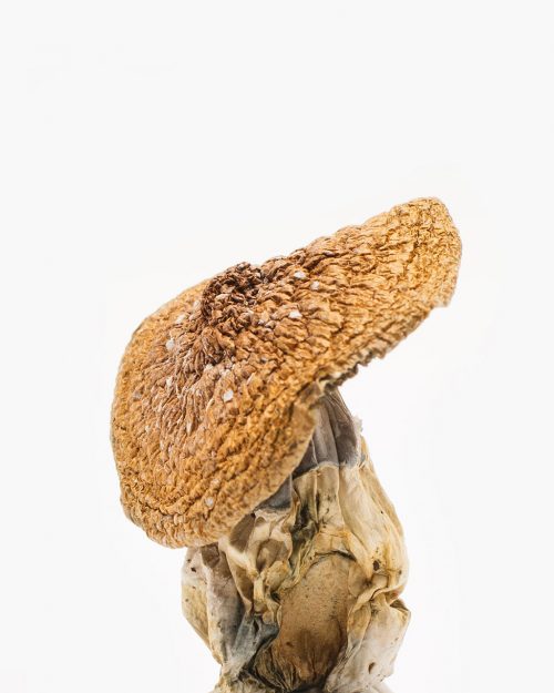 African Pyramid Mushroom African Pyramid Mushroom