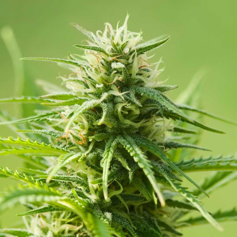AK 47 Autoflowering AK 47 Autoflowering