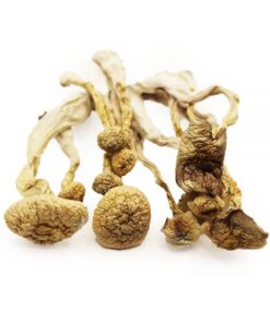 Albino Magic Mushroom