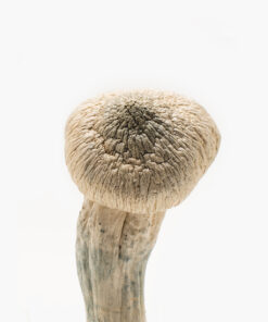 Albino Penis Envy