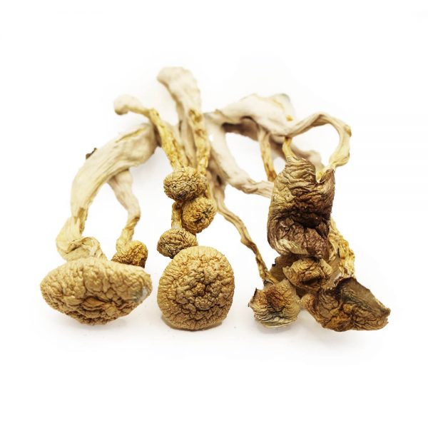 Albino Magic Mushroom Albino Magic Mushroom